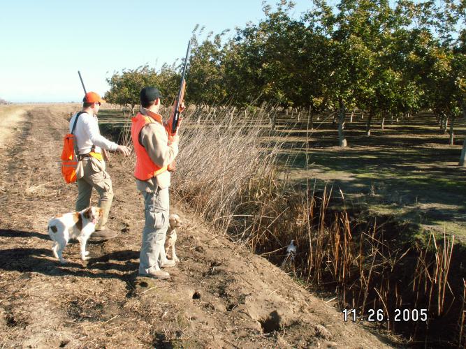 2005pheasantHuntFlush